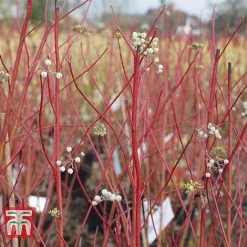 Cornus Sericea 'Cardinal' -plant CORN T66175 B