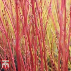 Cornus Sericea 'Cardinal' -plant CORN T66175 C