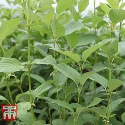 Cornus Sericea 'Cardinal' -plant CORN T66175 D