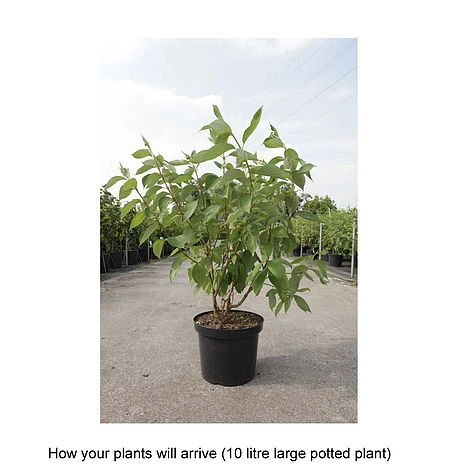 Cornus Alba 'Baton Rouge' 2 Cornus Alba 'Baton Rouge' - Image 2