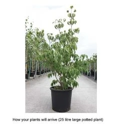 Cornus Kousa Var. Chinensis 'China Girl' -plant CORN T68310 B h