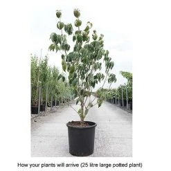 Cornus Kousa 'Teutonia' 9 Cornus Kousa 'Teutonia' -plant CORN T68314 B h