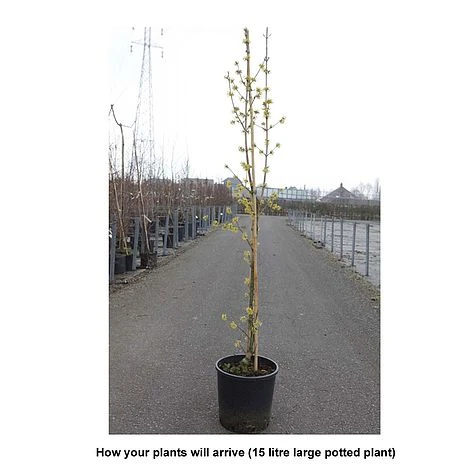 Cornus Mas 'Jolico' 2 Cornus Mas 'Jolico' - Image 2