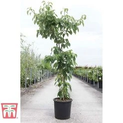 Cornus Controversa 'Pagoda' -plant CORN TKA3088 A