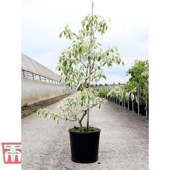 Cornus Controversa 'Variegata' -plant CORN TKA3090 A