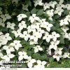 Cornus Kousa Var. Chinensis