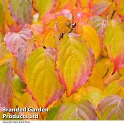 Cornus Kousa Var. Chinensis 5 Cornus Kousa Var. Chinensis -plant CORN CHINENSIS R48206