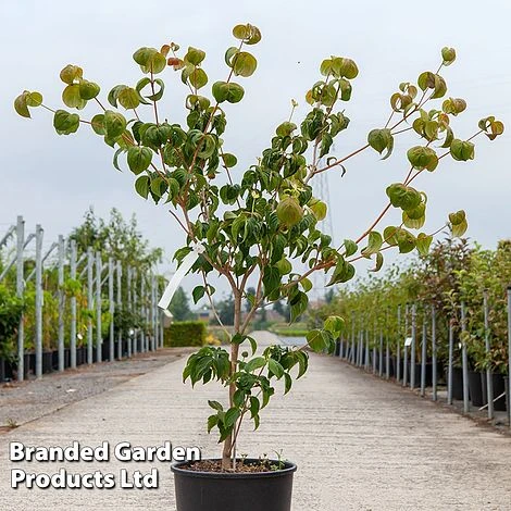 Cornus Kousa 'Heart Throb' 1 Cornus Kousa 'Heart Throb'