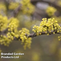 Cornus Mas 'Aurea'
