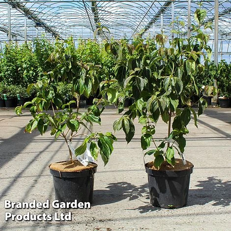 Cornus Kousa 'Satomi Compact' 1 Cornus Kousa 'Satomi Compact'