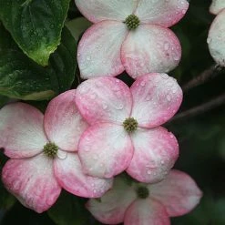 Cornus Kousa 'Satomi' -plant CORN SATOMI S45364 NOW