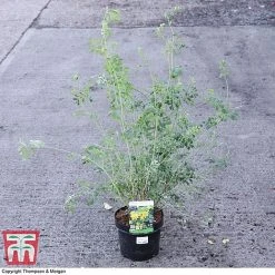 Coronilla Valentina Subsp. Glauca 'Citrina' -plant CORO 71403 A