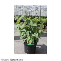 Corylopsis Spicata -plant CORY T66180 B h