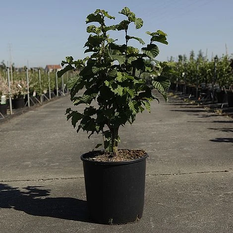 Corylus 'Merveille De Bollwiller' 2 Corylus 'Merveille De Bollwiller' - Image 2