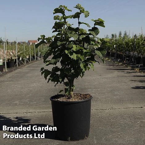 Corylus 'Merveille De Bollwiller' 1 Corylus 'Merveille De Bollwiller'