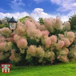 Cotinus Coggygria 'Young Lady' -plant COTI T67916 B