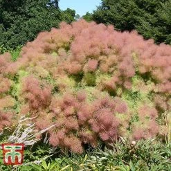 Cotinus Coggygria 'Young Lady' -plant COTI T67916 E