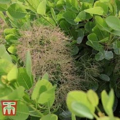 Cotinus Coggygria 'Young Lady' -plant COTI T67916 F
