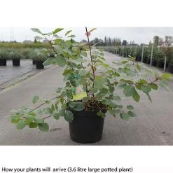 Cotinus Coggygria -plant COTI T73880 B h