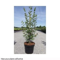 Cotoneaster Lucidus -plant COTO T66184 A h