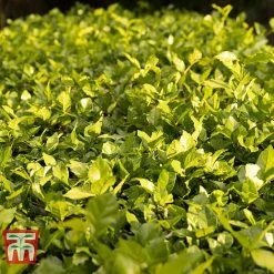 Cotoneaster Lucidus -plant COTO T66184 D