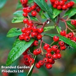 Cotoneaster Lacteus