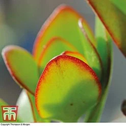 Crassula Ovata -plant CRAS KB2121 C
