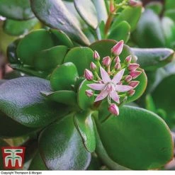 Crassula Ovata -plant CRAS KB2121 D