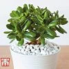 Crassula Ovata
