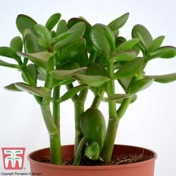 Crassula Ovata -plant CRAS KB2121 G