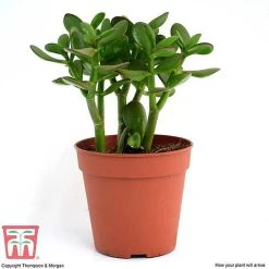 Crassula Ovata -plant CRAS KB2121 H