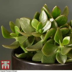 Crassula Ovata 'Hulk' -plant CRAS KB3774 C