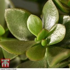 Crassula Ovata 'Hulk' -plant CRAS KB3774 D