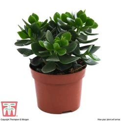 Crassula Ovata 'Hulk' -plant CRAS KB3774 E