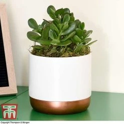 Crassula Ovata 'Hulk' -plant CRAS KB3774 F