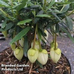 Crinodendron Trio -plant CRIN ALFROBBIN S442051