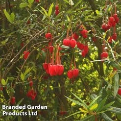 Crinodendron Trio -plant CRIN HOOKERIAN L43489