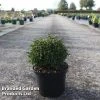 Cryptomeria Japonica 'Green Pearl'