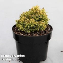 Cryptomeria Japonica 'Twinkle Toes'