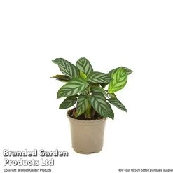 Ctenanthe Oppenheimiana -plant CTEN OPPEN10CM T520981