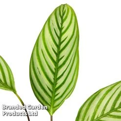 Ctenanthe Oppenheimiana -plant CTEN OPPENHEIM S50432