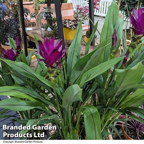 Curcuma 'Skyline' 2 Curcuma 'Skyline' - Image 2