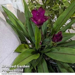 Curcuma 'Skyline' 12 Curcuma 'Skyline' -plant CURC SKYLINE T50576