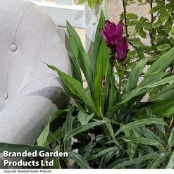 Curcuma 'Skyline' 13 Curcuma 'Skyline' -plant CURC SKYLINE T50577