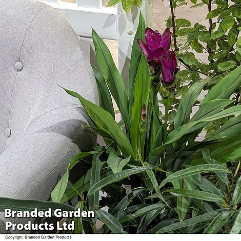 Curcuma 'Skyline' 6 Curcuma 'Skyline' - Image 6