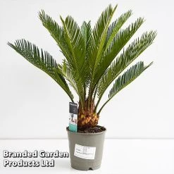 Cycas Revoluta -plant CYCA REVOL12CM T44726
