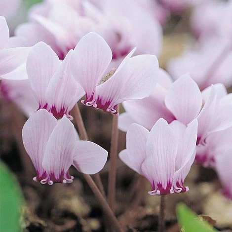 Cyclamen Hederifolium 2 Cyclamen Hederifolium - Image 2