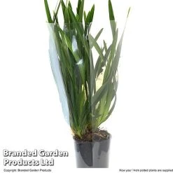 Cymbidium Sarah Jean Gx 'Ice Cascade' -plant CYMB ICECA14CM T48022