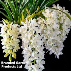 Cymbidium Sarah Jean Gx 'Ice Cascade' -plant CYMB ICECASCAD W45404