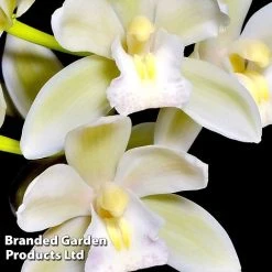 Cymbidium Sarah Jean Gx 'Ice Cascade' -plant CYMB ICECASCAD W45405